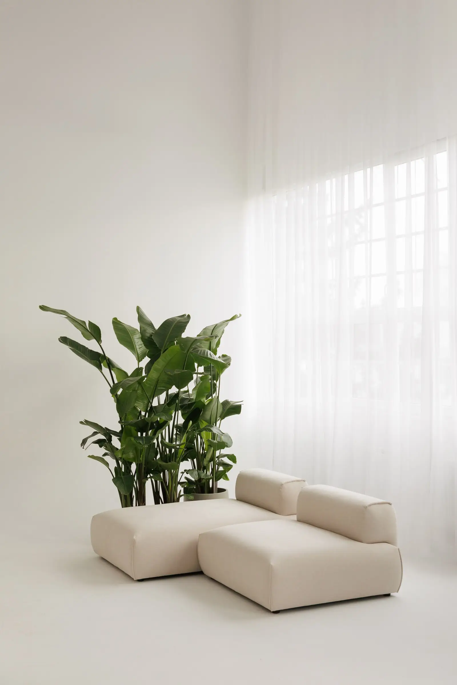 Cream Nissa pair on a white studio stage with sun through sheer floor-to-ceiling curtains