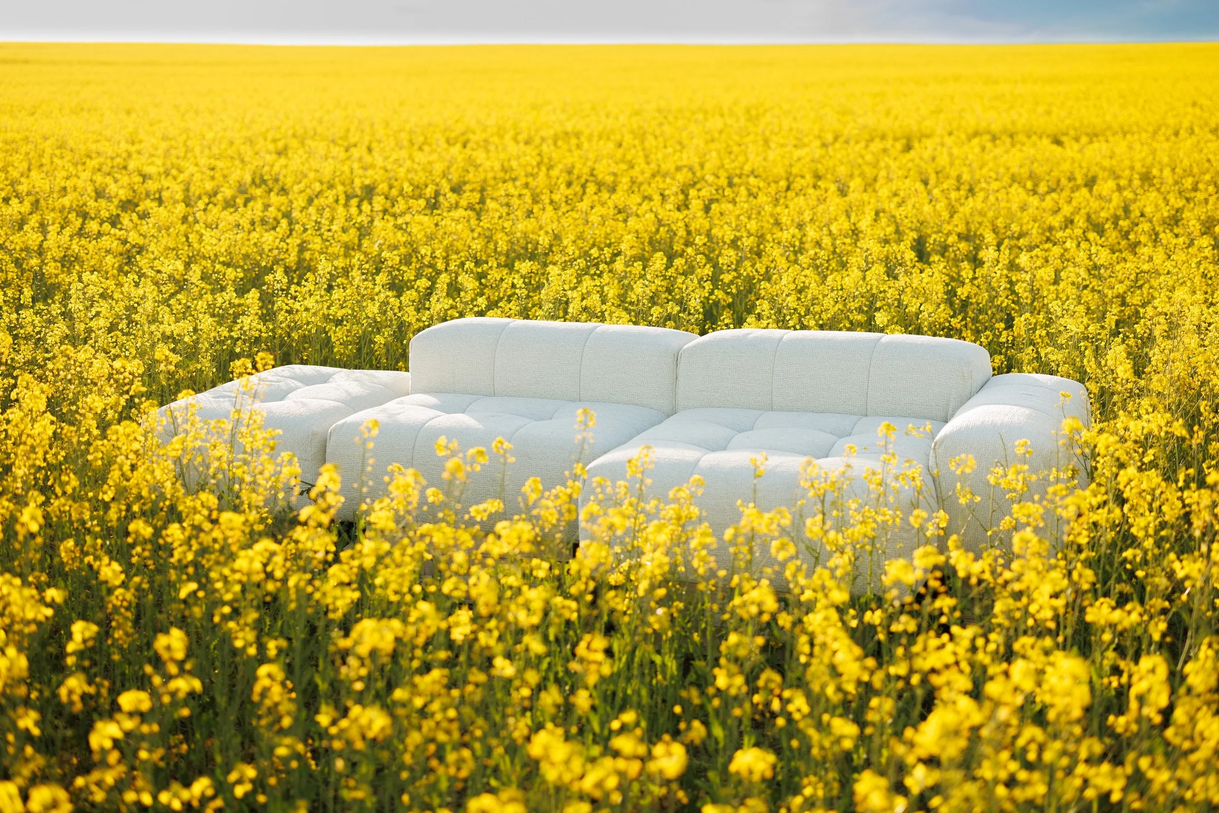 The Nami modular sofa set in a yellow canola field at golden hour, a short editorial film